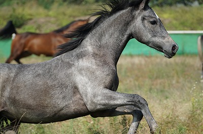 競走馬並みにしっかり手間をかけて育てています