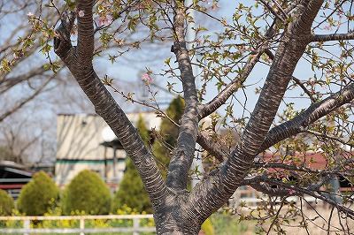 河津桜