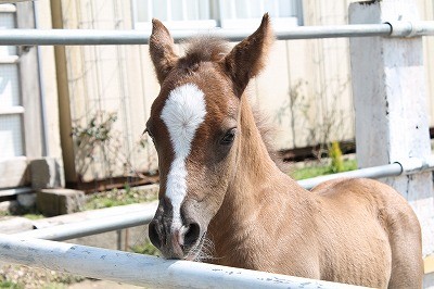 子馬と春と頑張った一日