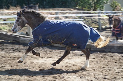 馬達の日常に癒される