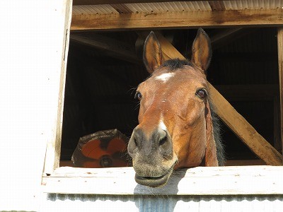 いきいきとした馬の表情