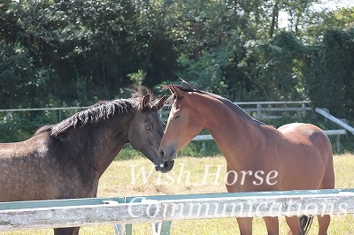 馬同士のコミュニケーション