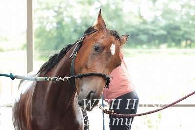 乗馬の手入れ