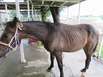 新しい子馬入厩！