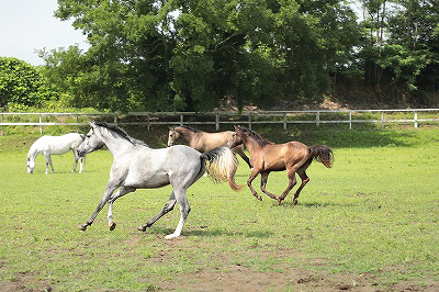 のびのびと走る馬達