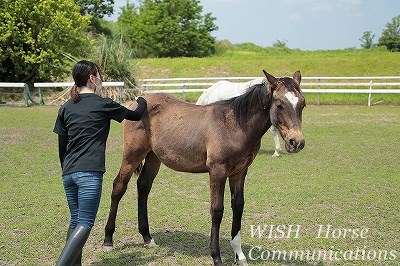 優しい乗馬