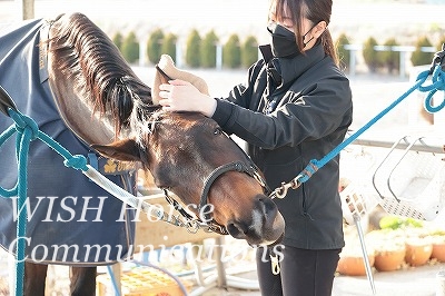 馬との信頼関係