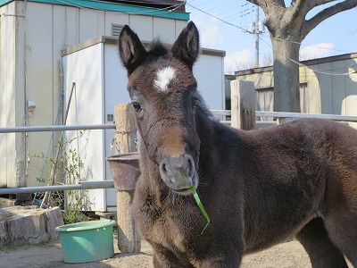 幸せな乗馬を