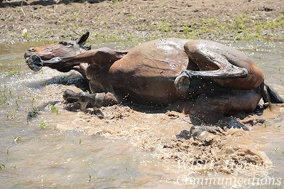 気持ちいい乗馬