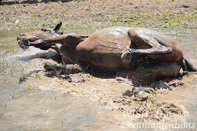 気持ちいい乗馬