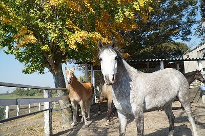 馬とハッピーコミュニケーション