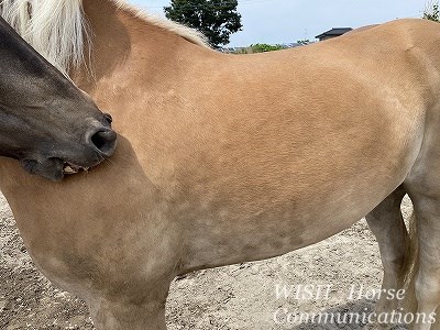 馬の栄養斑点