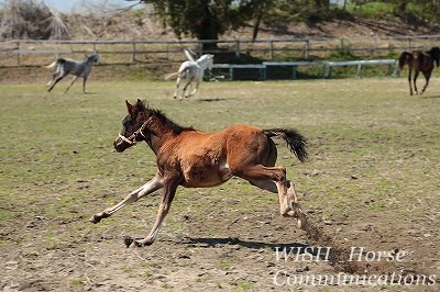 乗馬の子馬