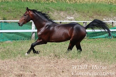 健康でよく調教された馬をパートナーに！