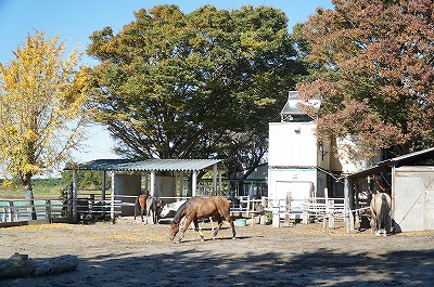 紅葉乗馬
