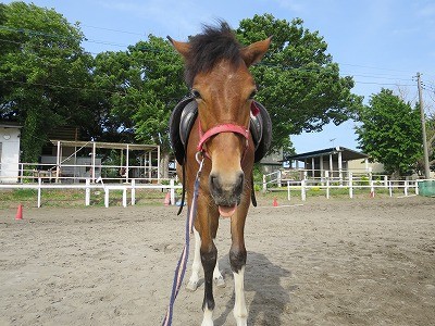新馬調教　調教は馬と相談しながら