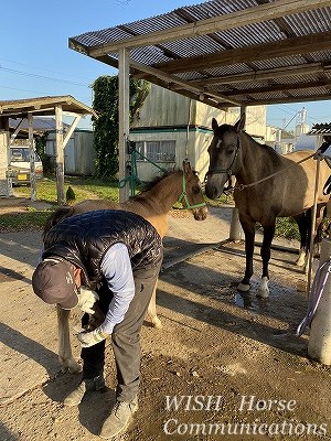 子馬の削蹄