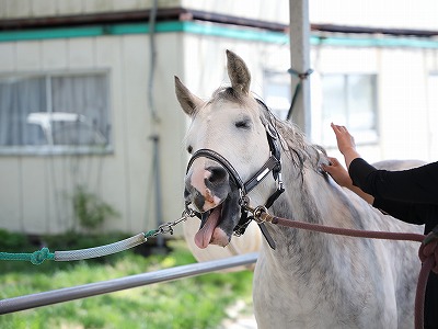 幸せな馬の表情