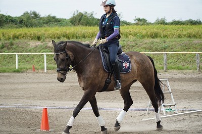 本格馬場馬術から外乗まで