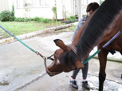 気持ちよがる馬