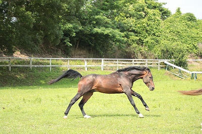 のびのび美しい馬