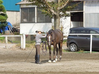 馬、コミュニケーション