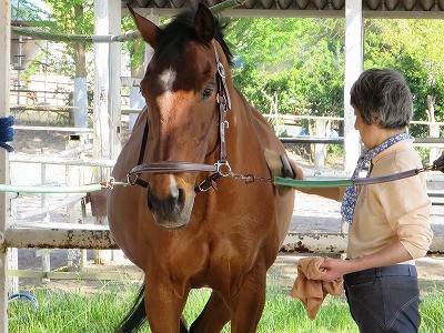 幸せな馬の手入れ