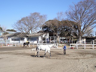 馬へのボイスコマンド