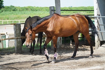 幸せな馬の育て方