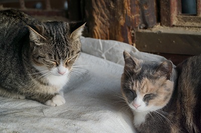 飼料庫でひなたぼっこ