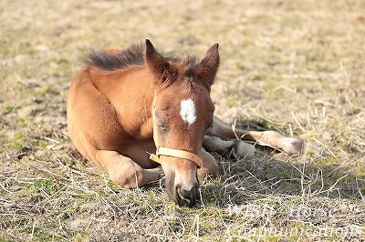子馬のうたた寝