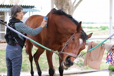 上手な馬の手入れ