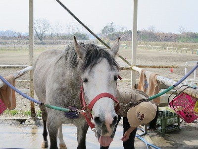 馬と幸せな乗馬