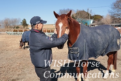 馬とのコミュニケーション
