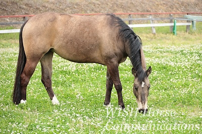 馬の幸せ