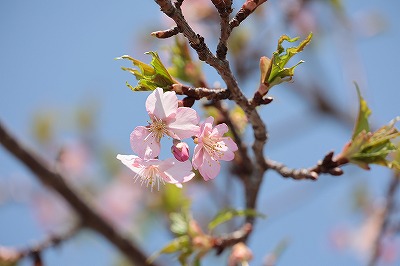 河津桜