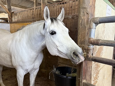馬が甘える顔