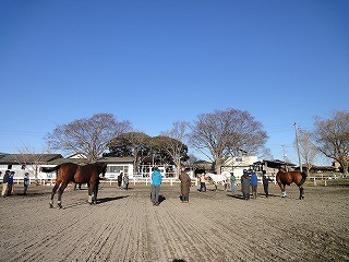 茨城県にてナチュラルホースマンシップ講習会を開催します