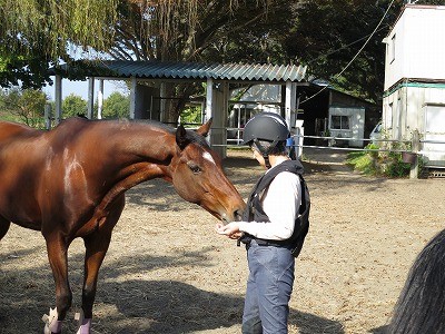 馬との話し方教えます