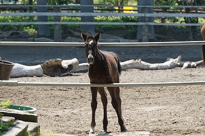 馬との会話は