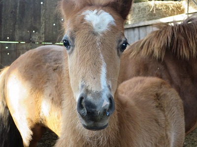 可愛い子馬 柏エリアの乗馬 ウィッシュホースコミュニケーションズ