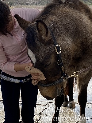 甘える馬