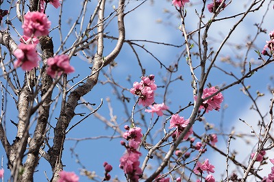 桃の花