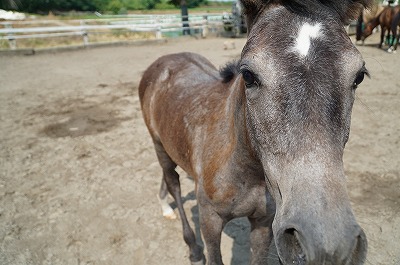 遊んでほしいと寄ってくる 柏エリアの乗馬 ウィッシュホースコミュニケーションズ