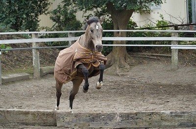 のびのび自由にジャンプする馬