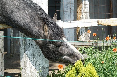 馬と話せる