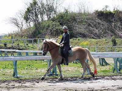 楽しい乗馬