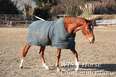 心が震える乗馬