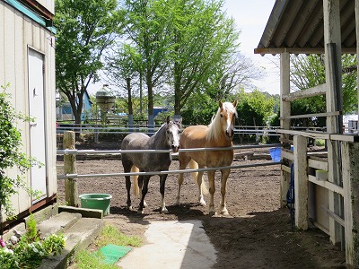 ウィッシュの可愛い馬達