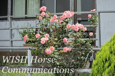 花たくさんの乗馬クラブ